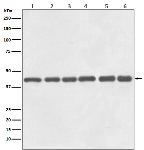 1 - Anti-beta Actin Mouse Monoclonal Antibody(HRP Conjugated) ABO15137