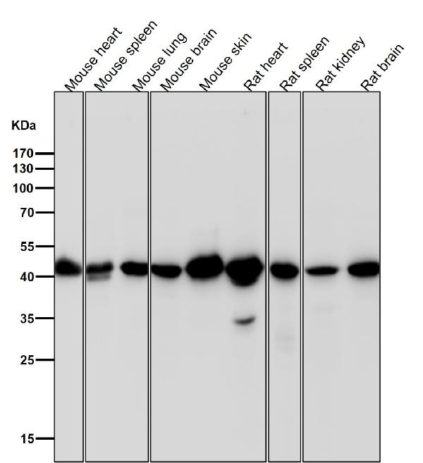 1 - Anti-beta Actin Mouse Monoclonal Antibody(HRP Conjugated) ABO15137