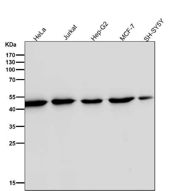 1 - Anti-beta Actin Mouse Monoclonal Antibody(HRP Conjugated) ABO15137