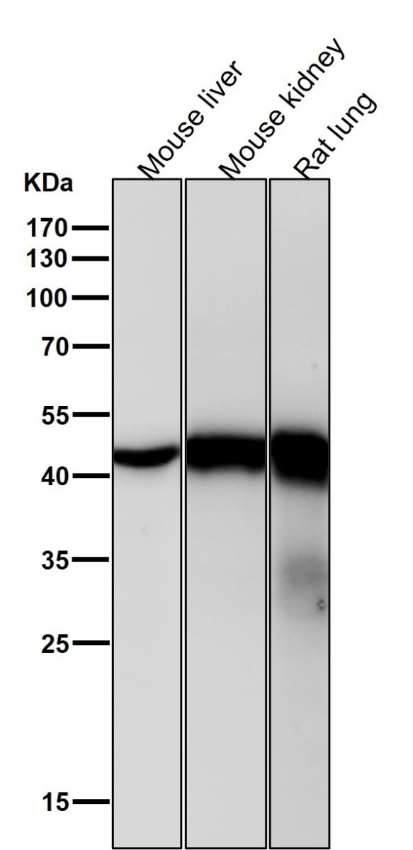 1 - Anti-beta Actin Mouse Monoclonal Antibody(HRP Conjugated) ABO15137