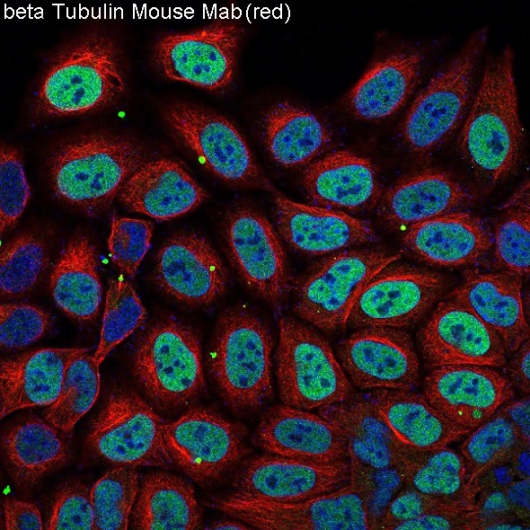 3 - Anti-beta Tubulin Mouse Monoclonal Antibody ABO15138