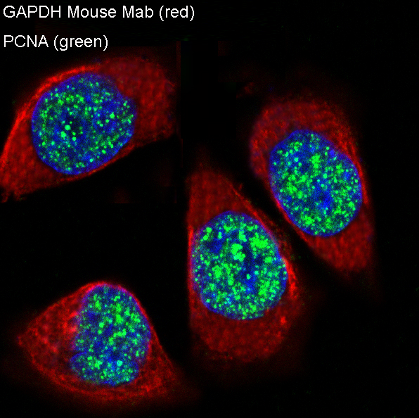 3 - Anti-GAPDH Mouse Monoclonal Antibody ABO15139