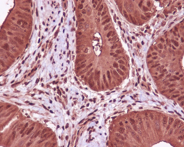 2 - Anti-GAPDH Mouse Monoclonal Antibody ABO15139