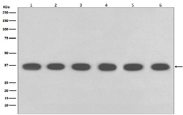 1 - Anti-GAPDH Mouse Monoclonal Antibody ABO15139