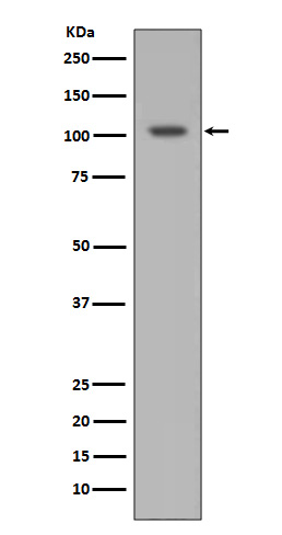 1 - Anti-HIF-1 alpha Rabbit Monoclonal Antibody ABO15143
