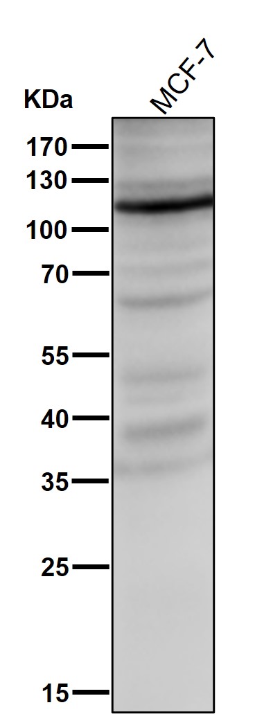 1 - Anti-HIF-1 alpha Rabbit Monoclonal Antibody ABO15143