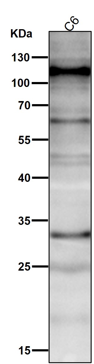 1 - Anti-HIF-1 alpha Rabbit Monoclonal Antibody ABO15143