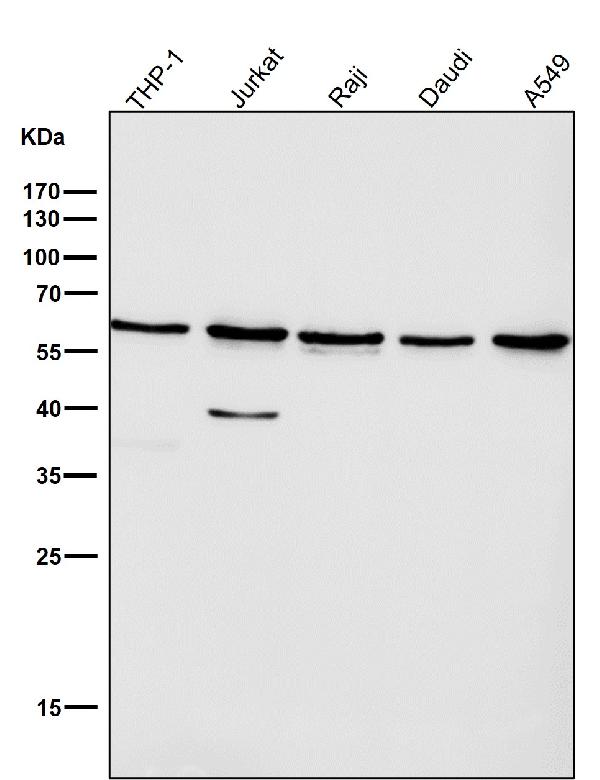 1 - Anti-Akt(pan) 1/2/3 Rabbit Monoclonal Antibody ABO15145