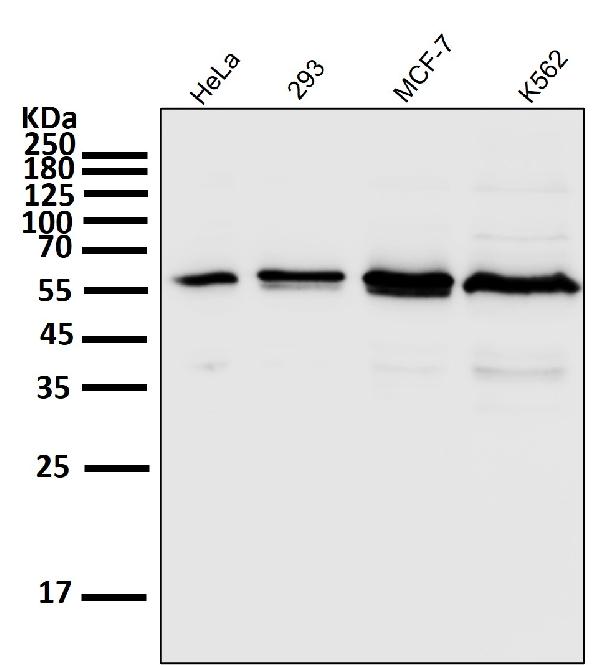 1 - Anti-Akt(pan) 1/2/3 Rabbit Monoclonal Antibody ABO15145