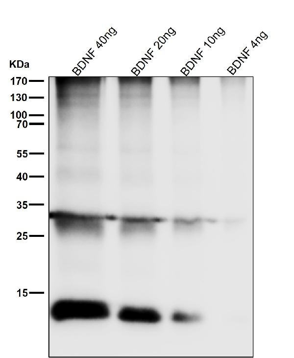 1 - Anti-BDNF Rabbit Monoclonal Antibody ABO15146