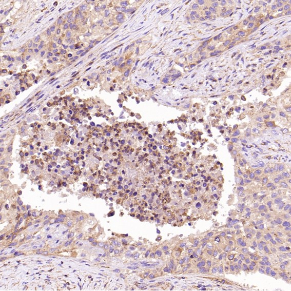 2 - Anti-JAG1 Rabbit Monoclonal Antibody ABO15147