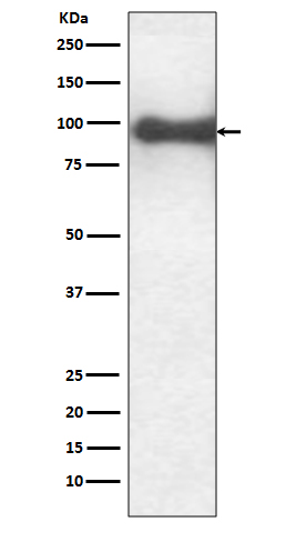 1 - Anti-TrkB Rabbit Monoclonal Antibody ABO15148