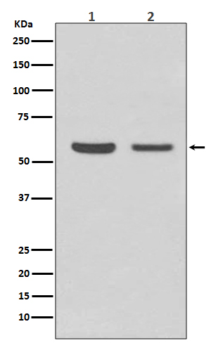 1 - Anti-AKT1/2 Rabbit Monoclonal Antibody ABO15150