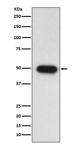 1 - Anti-TGF beta 1 Rabbit Monoclonal Antibody ABO15154