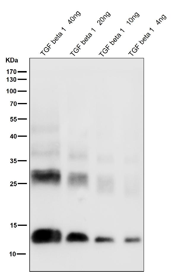 1 - Anti-TGF beta 1 Rabbit Monoclonal Antibody ABO15154