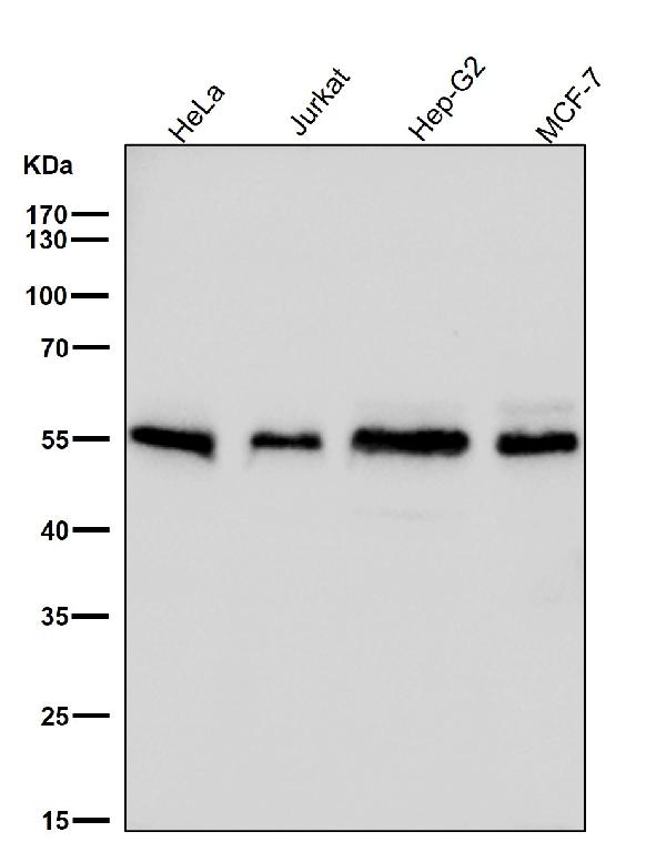 1 - Anti-Apg12(Atg12) Rabbit Monoclonal Antibody ABO15158