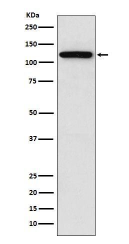 1 - Anti-Sortilin Rabbit Monoclonal Antibody ABO15159