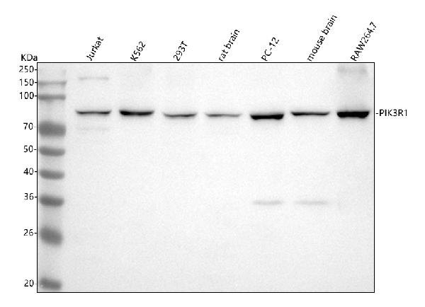 1 - Anti-PI3 Kinase p85 alpha Rabbit Monoclonal Antibody ABO15162