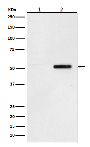 1 - Anti-Phospho-Tau (S324) Rabbit Monoclonal Antibody ABO15164