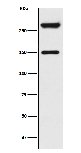 1 - Anti-Alpha Fodrin Rabbit Monoclonal Antibody ABO15165