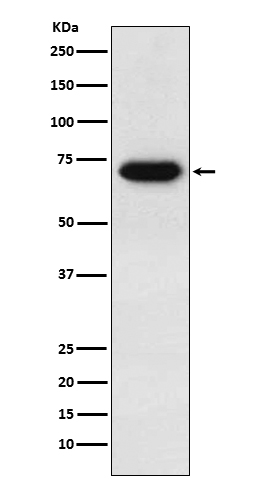 1 - Anti-CD39 Rabbit Monoclonal Antibody ABO15167