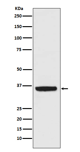 1 - Anti-APE1 Rabbit Monoclonal Antibody ABO15168