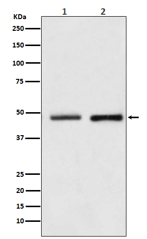 1 - Anti-Reptin / RUVBL2 Rabbit Monoclonal Antibody ABO15169