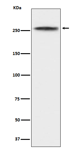 1 - Anti-CHD3 Rabbit Monoclonal Antibody ABO15170