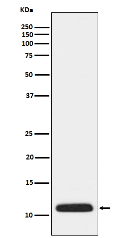 1 - Anti-APOC3 Rabbit Monoclonal Antibody ABO15171