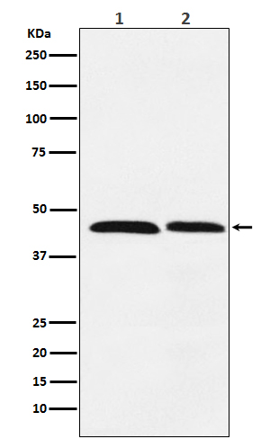 1 - Anti-FEN1 Rabbit Monoclonal Antibody ABO15172