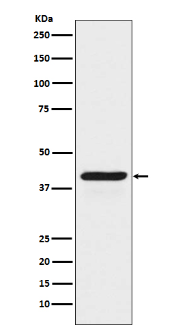 1 - Anti-INDO Rabbit Monoclonal Antibody ABO15175