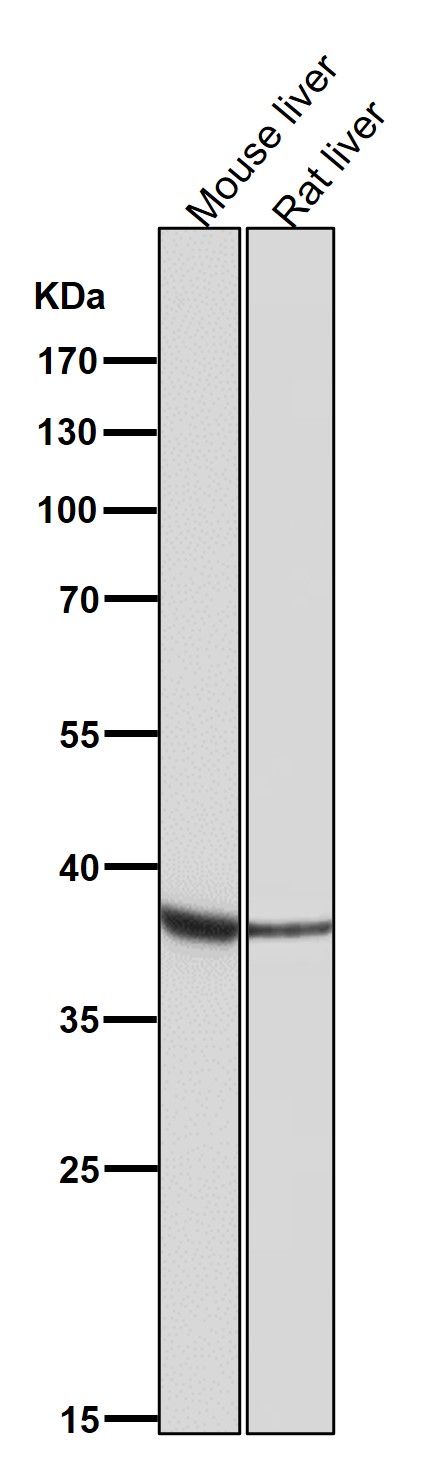1 - Anti-OGG1 Rabbit Monoclonal Antibody ABO15176
