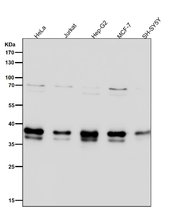 1 - Anti-OGG1 Rabbit Monoclonal Antibody ABO15176