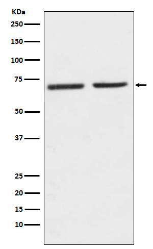 1 - Anti-5HT2C Receptor Rabbit Monoclonal Antibody ABO15180