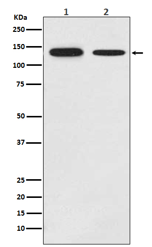 1 - Anti-Growth hormone receptor Rabbit Monoclonal Antibody ABO15181