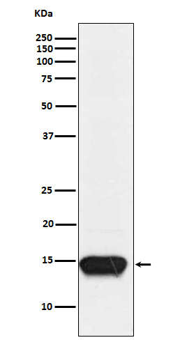 1 - Anti-FABP3 Rabbit Monoclonal Antibody ABO15182