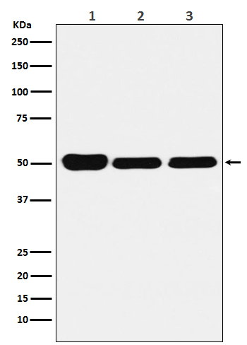 1 - Anti-GLUR Rabbit Monoclonal Antibody ABO15185