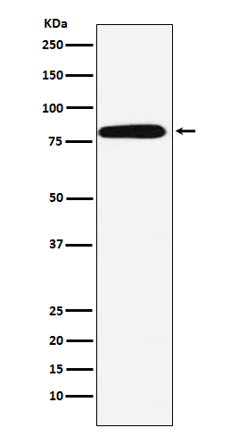 1 - Anti-Calpain 2 Rabbit Monoclonal Antibody ABO15186