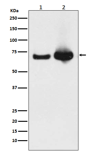 1 - Anti-Grp75 Rabbit Monoclonal Antibody ABO15189