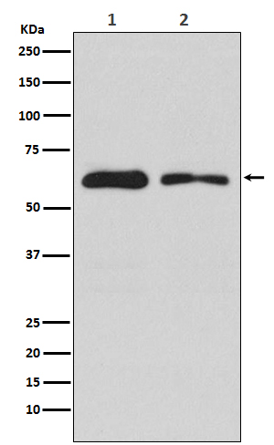 1 - Anti-DOPA Decarboxylase Rabbit Monoclonal Antibody ABO15190
