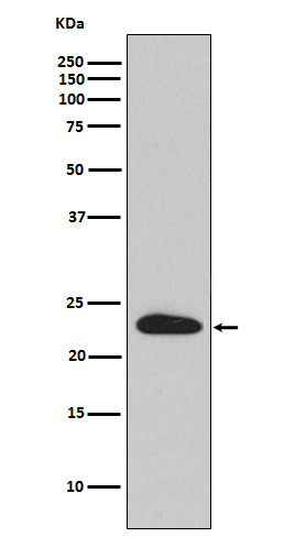 1 - Anti-SNAP23 Rabbit Monoclonal Antibody ABO15191
