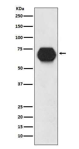 1 - Anti-CD55 Rabbit Monoclonal Antibody ABO15192