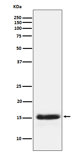 1 - Anti-PLGF Rabbit Monoclonal Antibody ABO15194