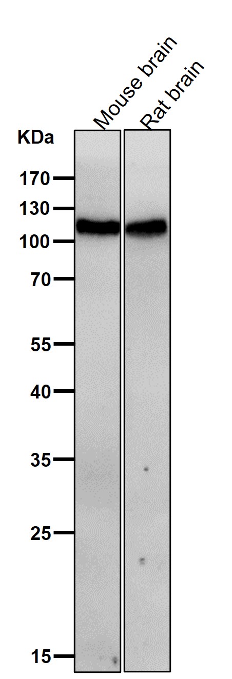 1 - Anti-JAK3 Rabbit Monoclonal Antibody ABO15195