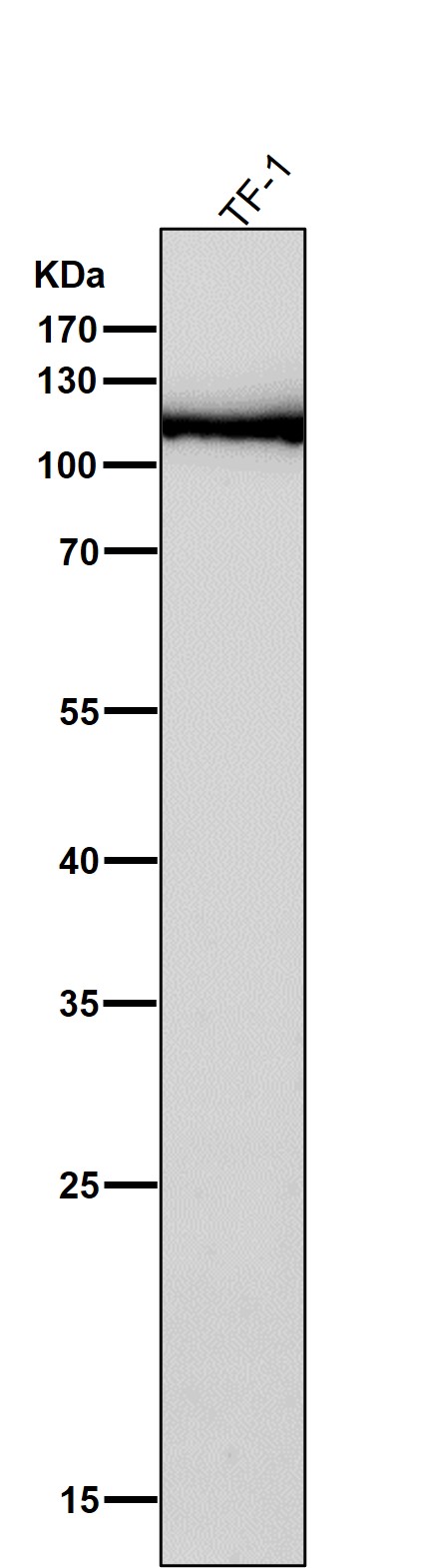 1 - Anti-JAK3 Rabbit Monoclonal Antibody ABO15195