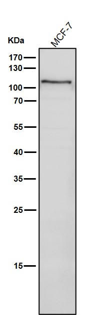 1 - Anti-PKC mu Rabbit Monoclonal Antibody ABO15198