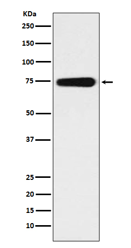 1 - Anti-BMAL1 Rabbit Monoclonal Antibody ABO15200