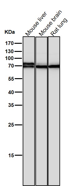 1 - Anti-BMAL1 Rabbit Monoclonal Antibody ABO15200