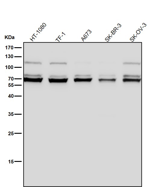 1 - Anti-BMAL1 Rabbit Monoclonal Antibody ABO15200