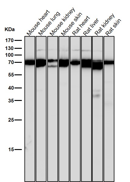 1 - Anti-BMAL1 Rabbit Monoclonal Antibody ABO15200